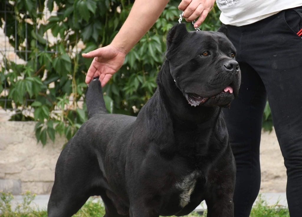 Cane Corso Hodowla   Corso Doro ZKWP/FCI