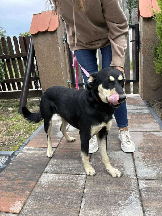 Spartunia młodziutka suczka do adopcji