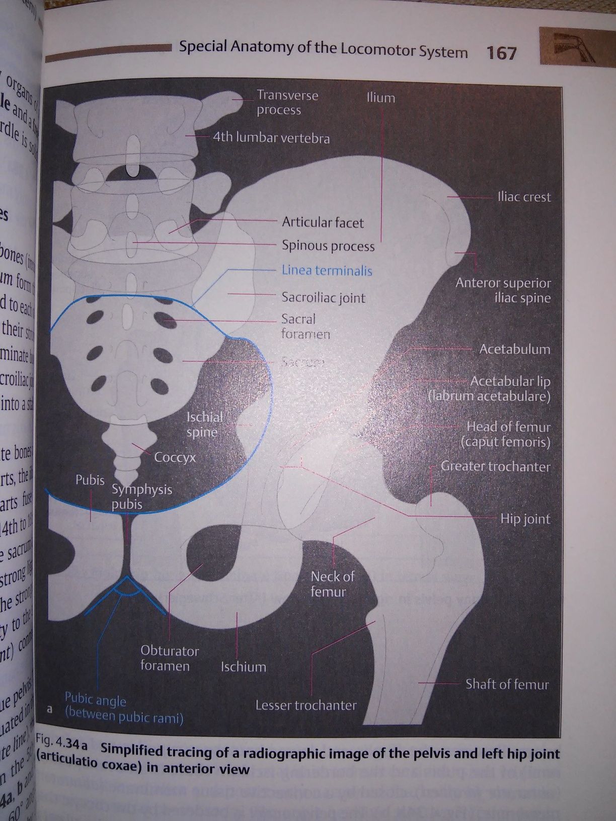 Human Body Introduction to Structure and Function Faller Schuenke 2004