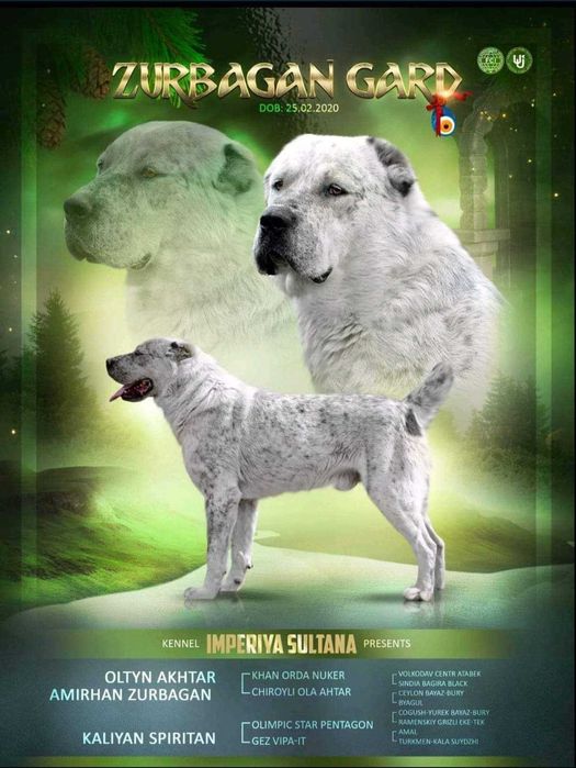 Кобель алабая для в'язок