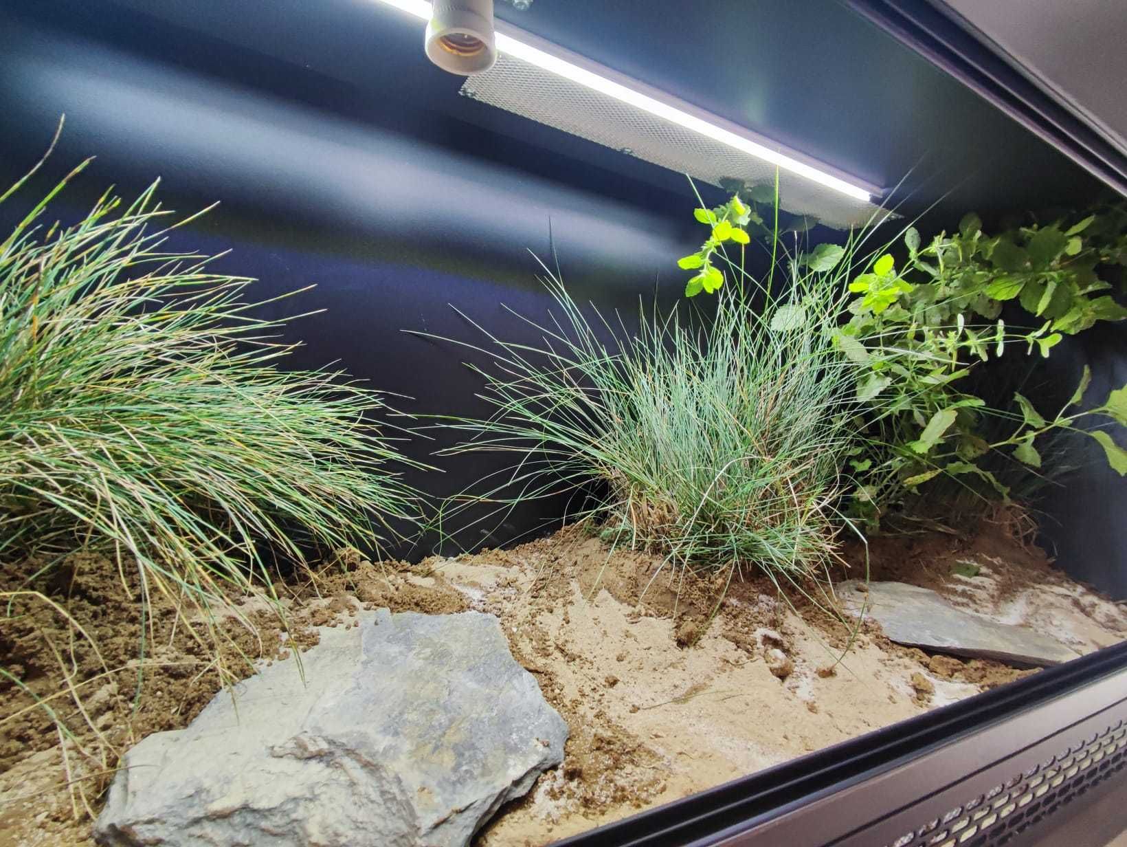 Terrarium pustynne nr650 120/40/50 dla żółwia lądowego NA ZAMÓWIENIE