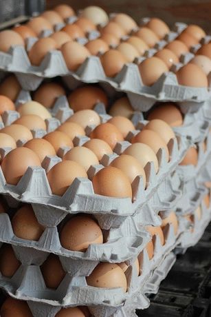 Бройлер Кобб 500 импорт и Украина , инкубационные яйца