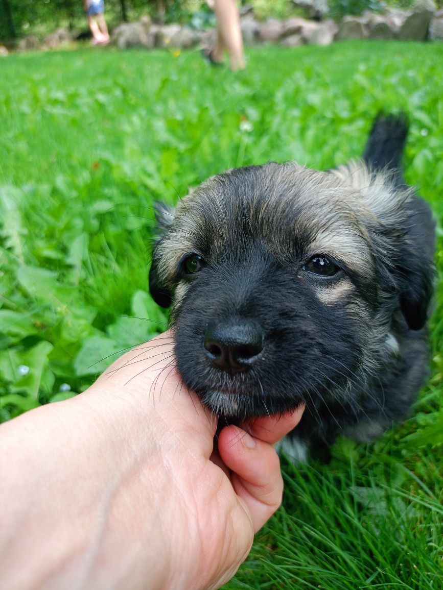 Coco - psie dziecko do adopcji