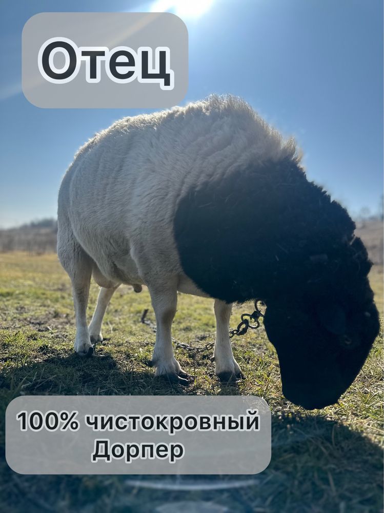 Баран Дорпер F1 на племя
