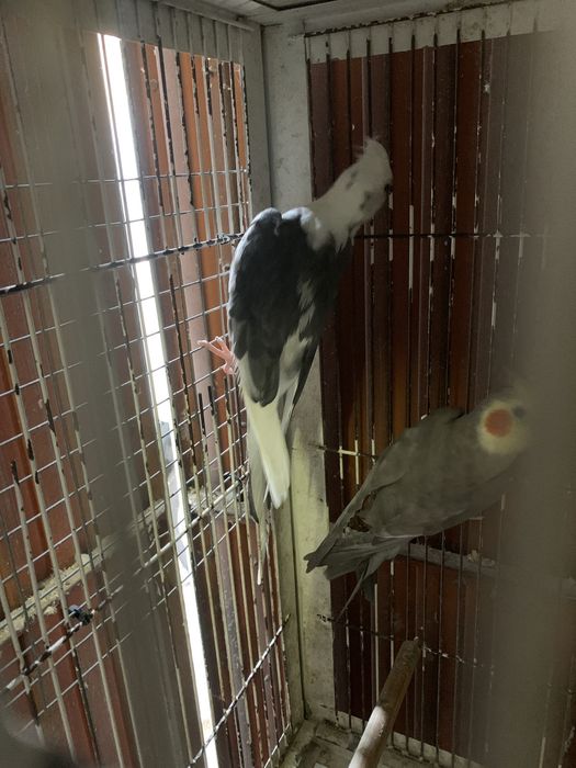 caturras nao domesticadas