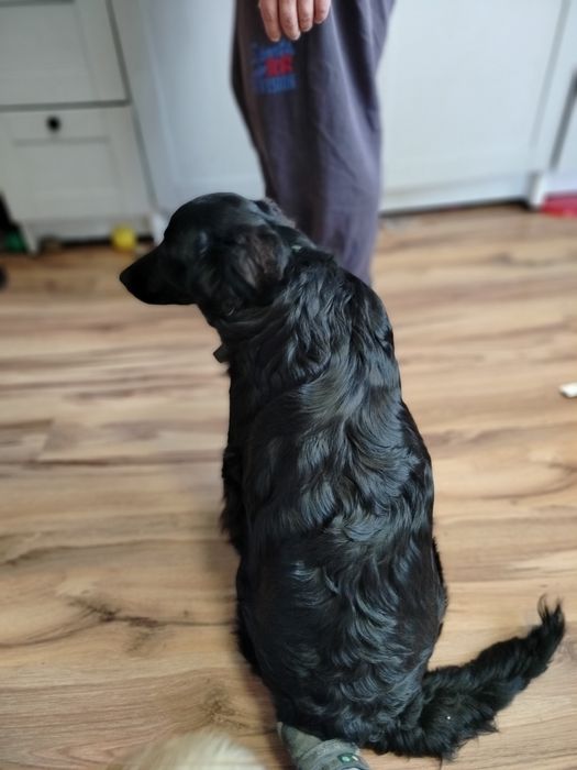 Możliwy dowóz Piękny zadbany pies szuka domu z książeczka zdrowia półr