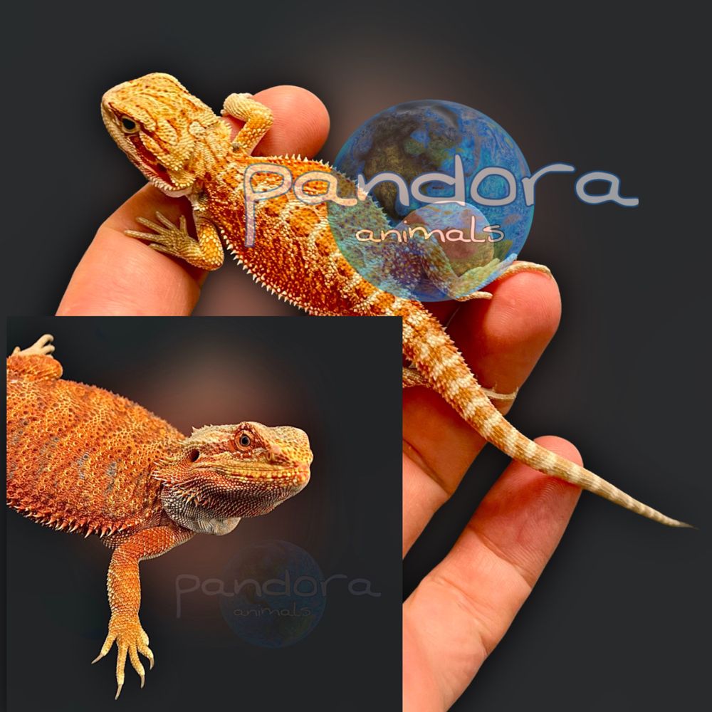 Бородатая агама Pogona vitticeps морфы Hypo Red