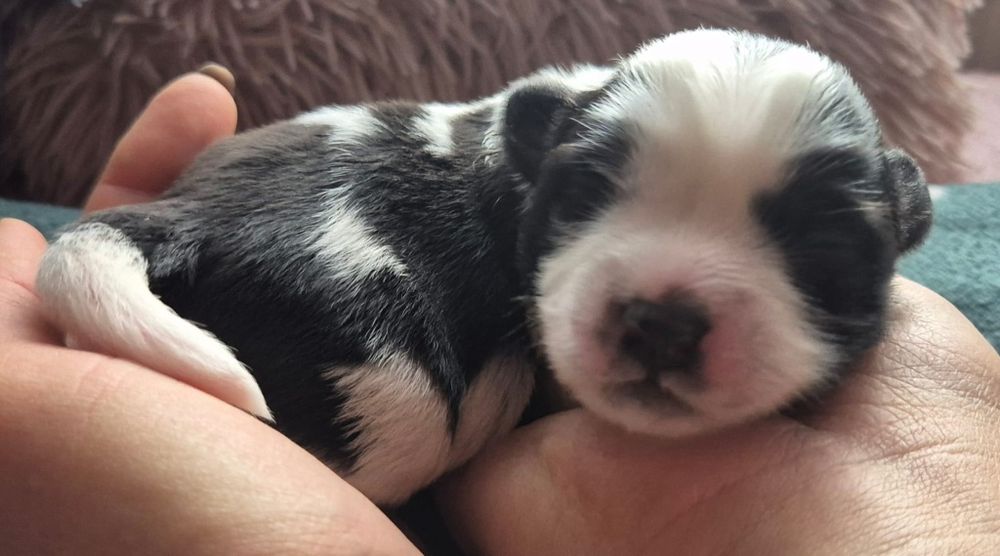 Do Rezerwacji Rubble Morkie