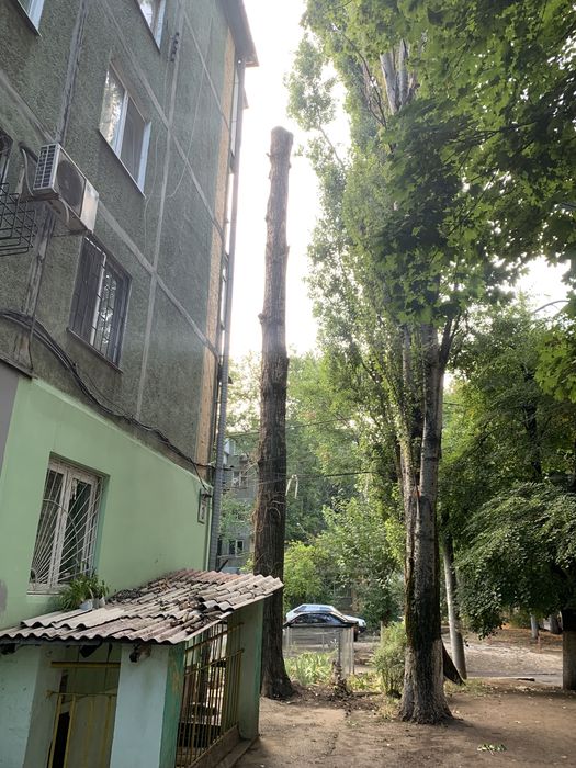 Дерево тополь сухой