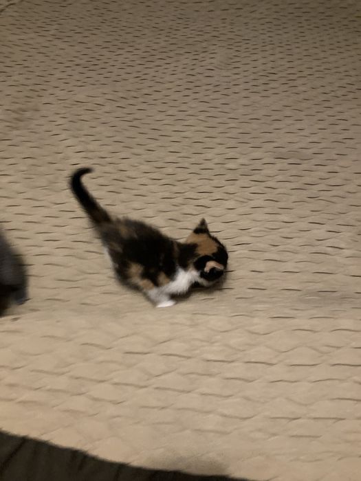 Бесптатно отдам Котят