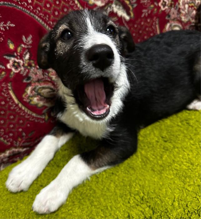 Віддамо песика в хороші руки