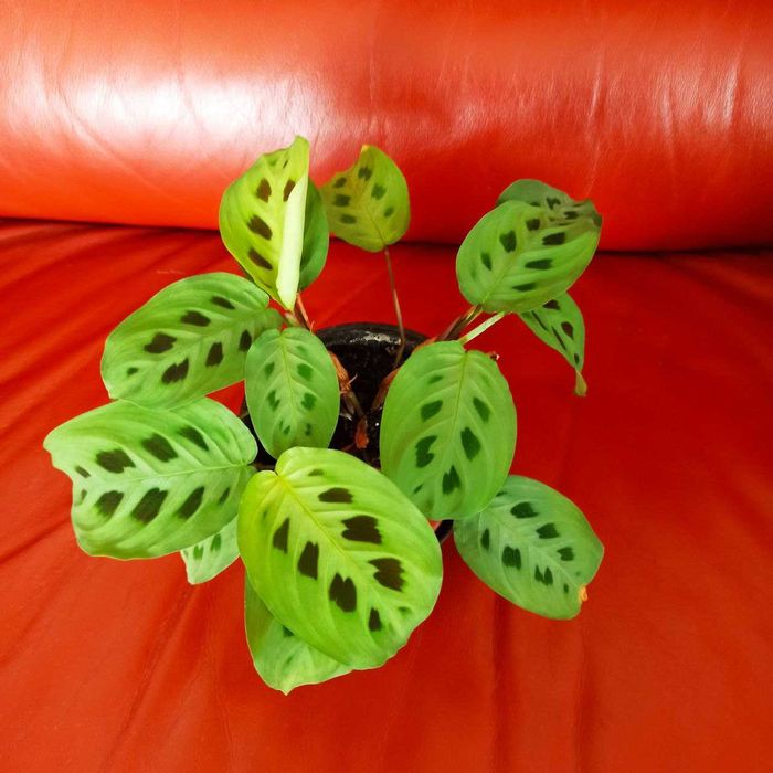 Маранта Керховена