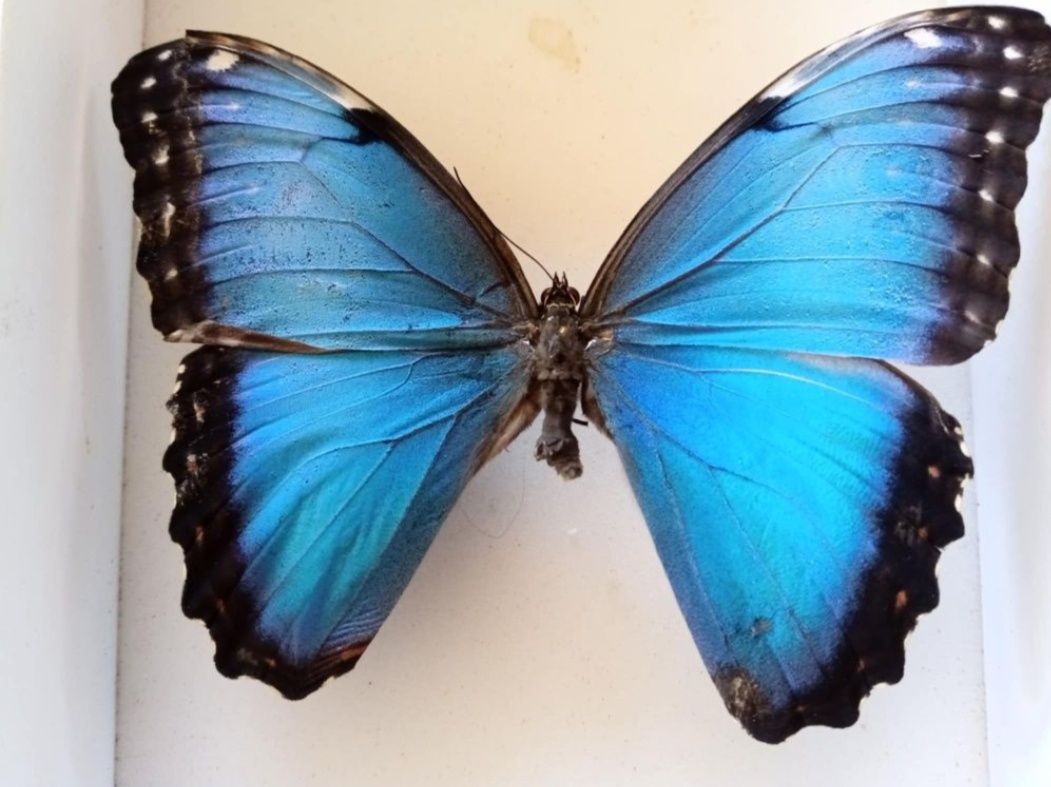 Morpho poczwarka motyla