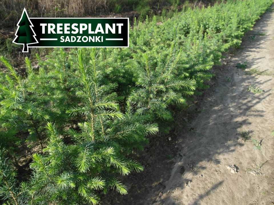 Świerk Serbski Picea Omorica Piękny ogród 2/1 na choinki producent