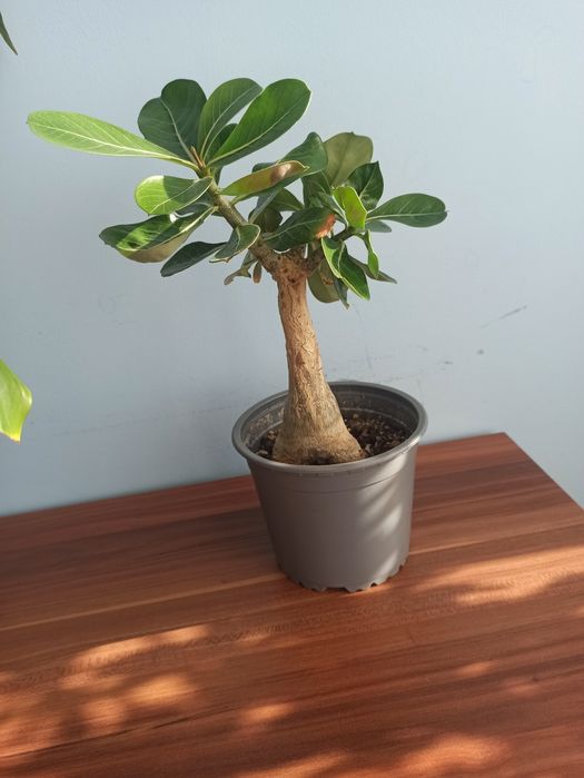 Adenium, roslina domowa.