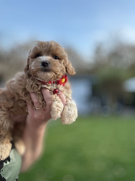 Sunia Maltipoo mama maltańczyk tata pudel toy