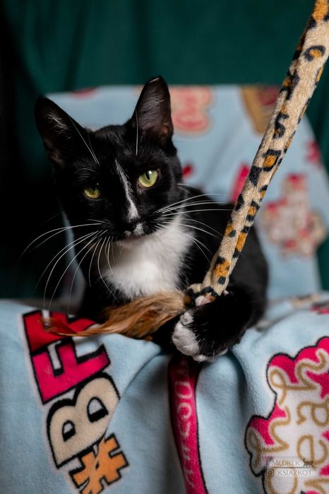 Śmiechawka - nieśmiała kocia pingwinka szuka domu