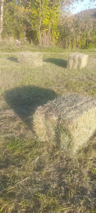 Продам сіно лугове