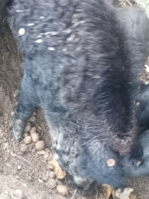 Mangalica knur świnio dz.