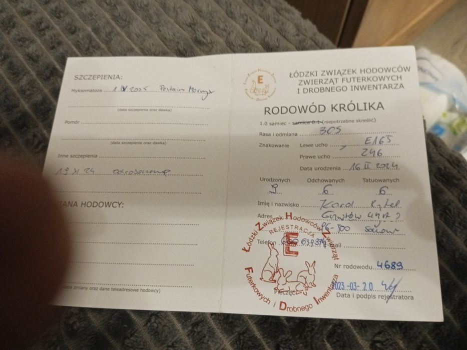 Sprzedam samca olbrzyma belgijskiego z rodowodem