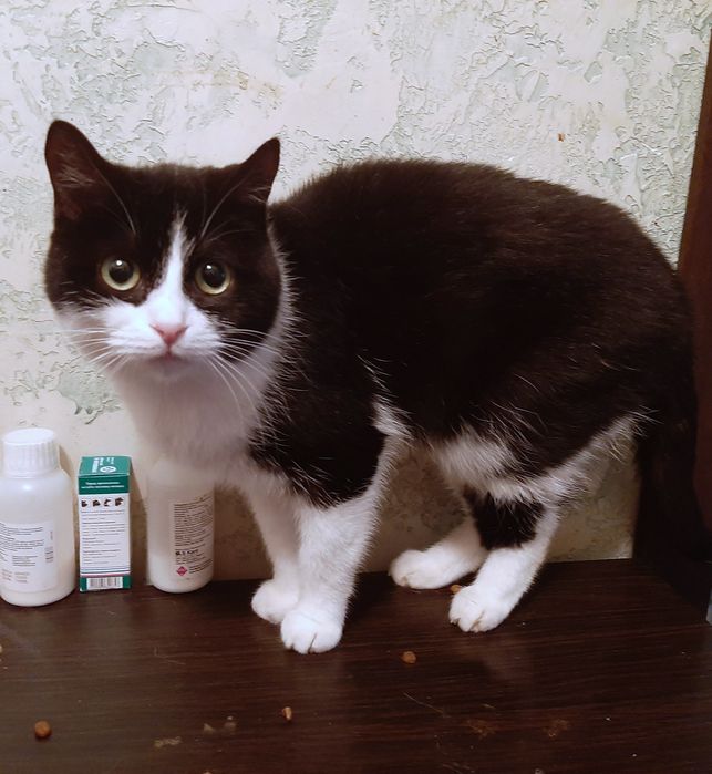 Кошечка в добрі руки!