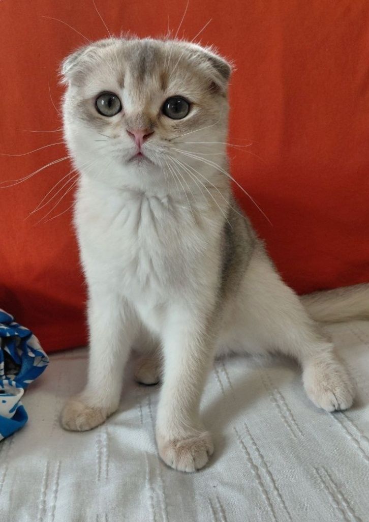 Ніжний висловухий котик