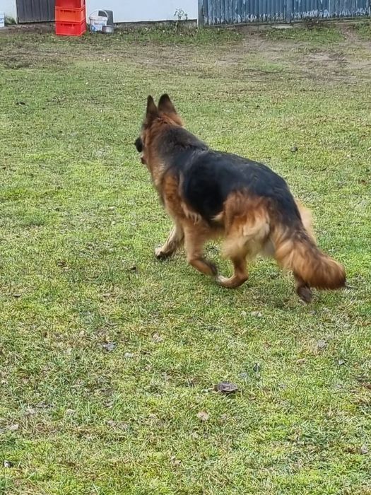 Owczarek niemiecki długowłosy - szczenię