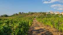 Vinha do Douro com benefício