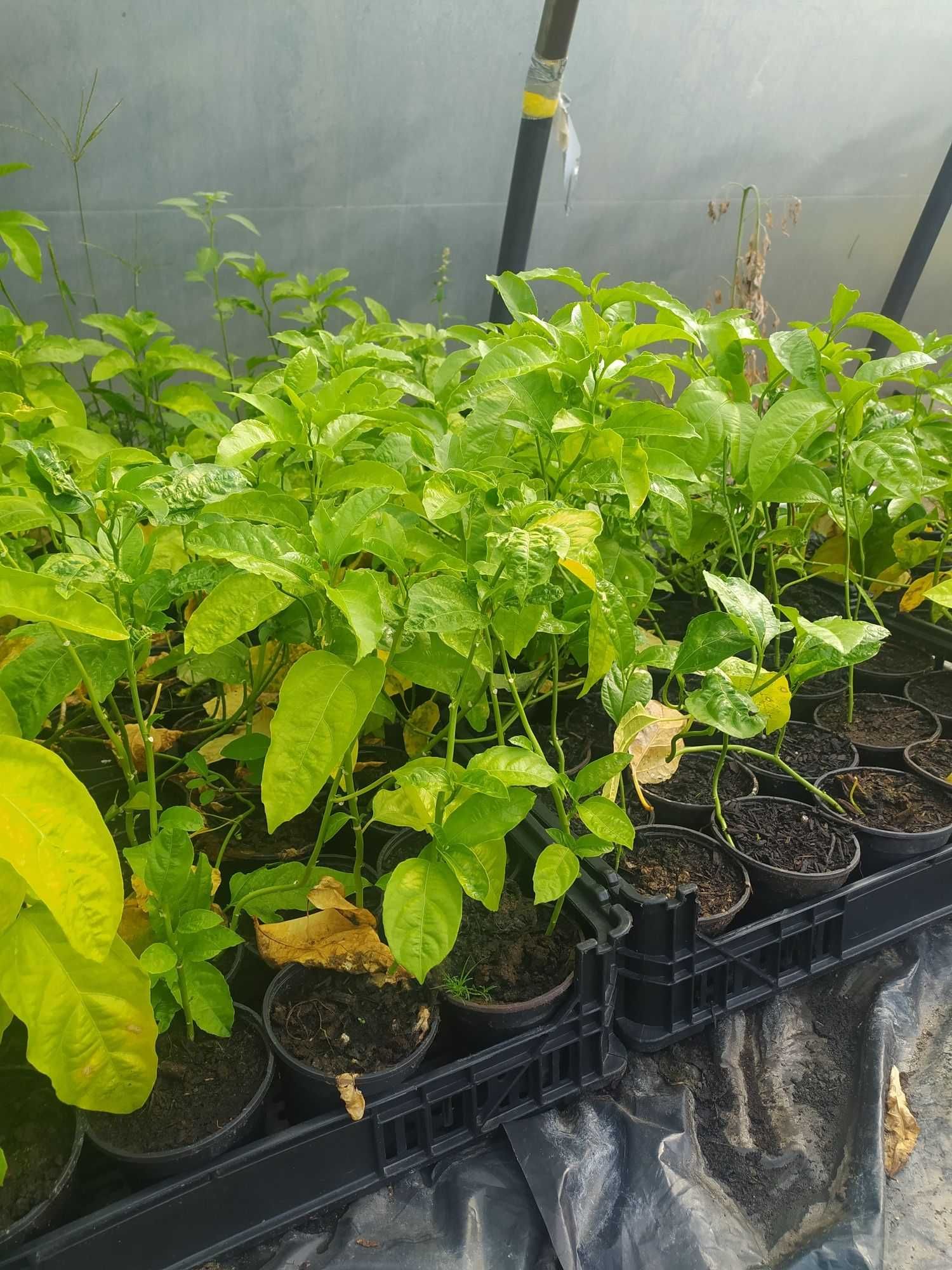 Planta de maracujá em vaso