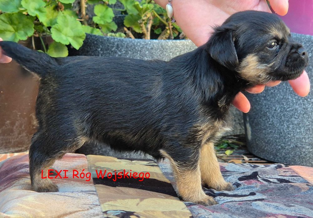 Border Terrier - rodowodowa suczka (FCI)