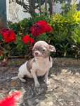 Chihuhaua. femea. Lilac top 5 meses
