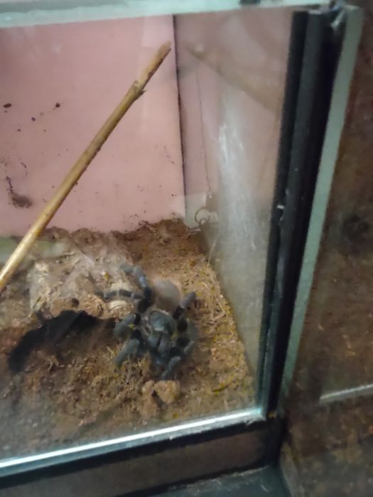 Terrarium 20x20x20 z ptasznikiem Lasiocyano sazimai