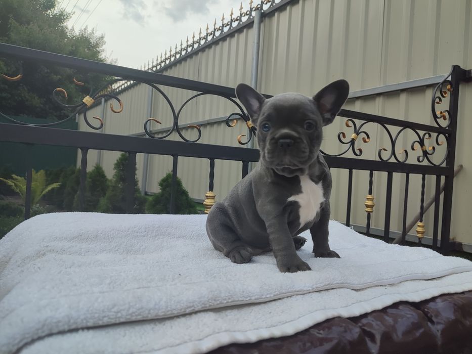 французский бульдог два мес