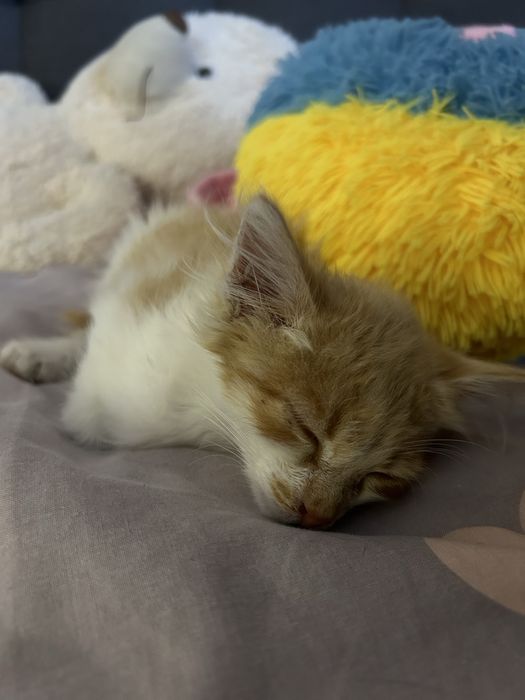 Котик в добрі руки, хлопчик 1 місяць, рижий