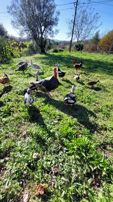 Perus patos mudos galinhas