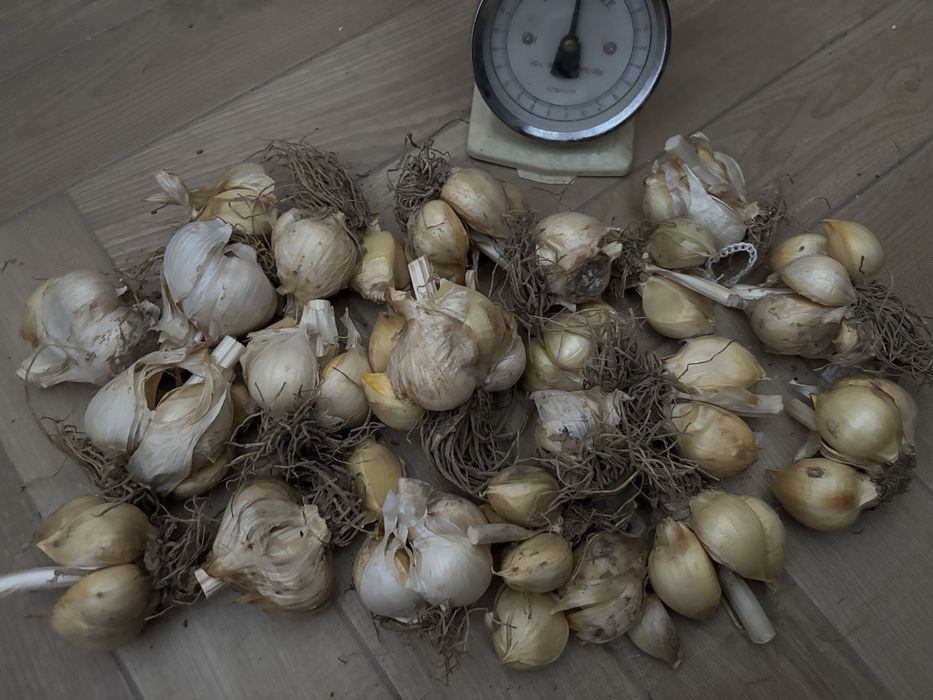 Czosnek słoniowy 2kg suche główki duże ekologiczne bio 50zł/kg eko