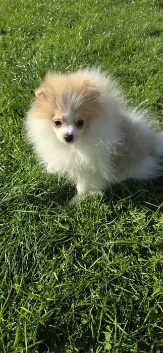 Szpic miniaturowy pomeranian piesek