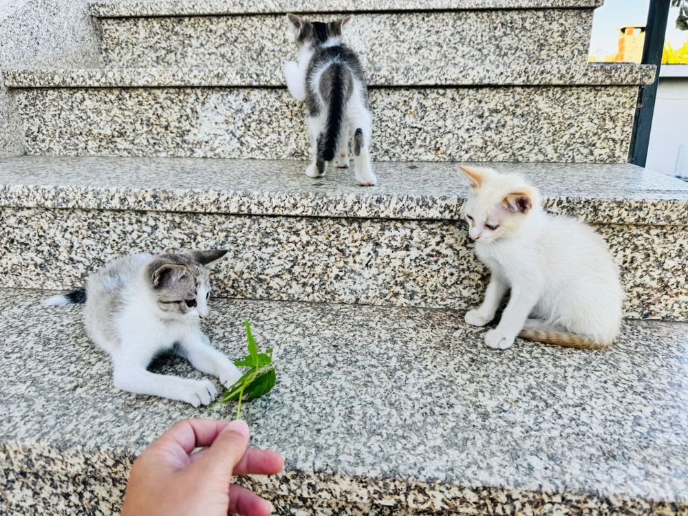 Quatro gatinhos machos para adoçao