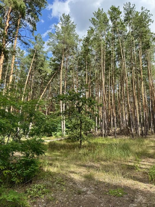 Ділянка з виходом в Сосновий ліс, власний вихід на Озеро с.Ходосівка