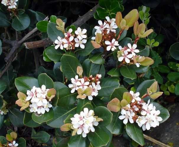 Rafiolepis / Rosinha da Índia - planta em vaso