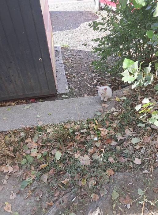 Терміново. Врятуйте кошеняток