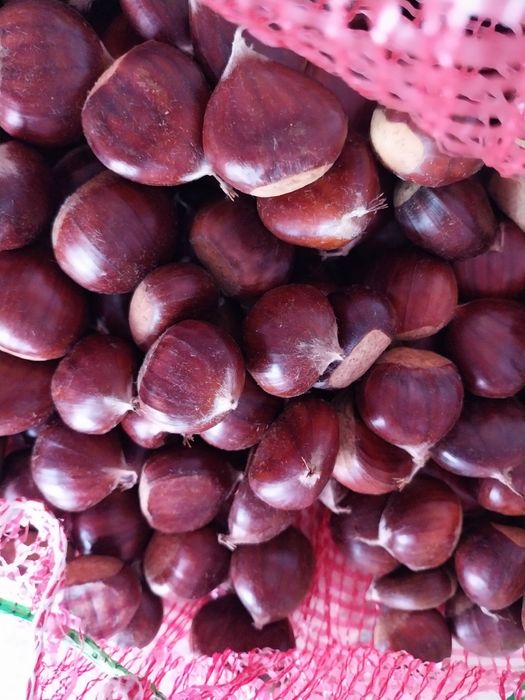 Vendo castanhas de Lamego