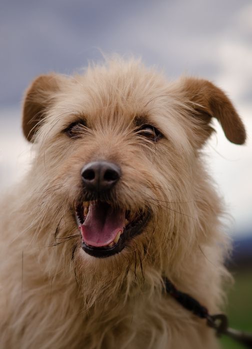 Groszek do pilnej adopcji