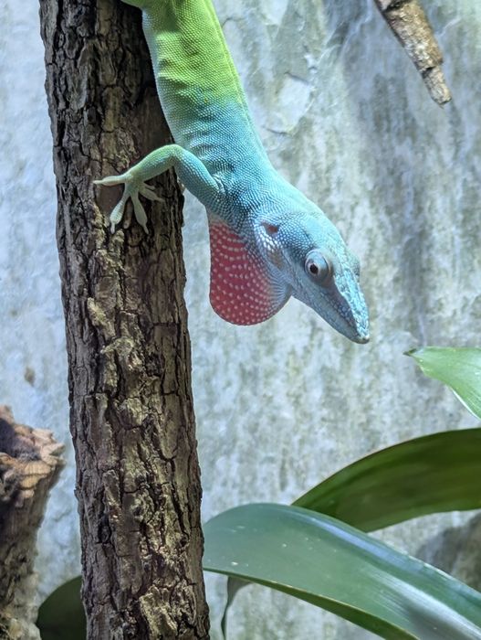 Anolis allisoni. Jaszczurka dzienna.