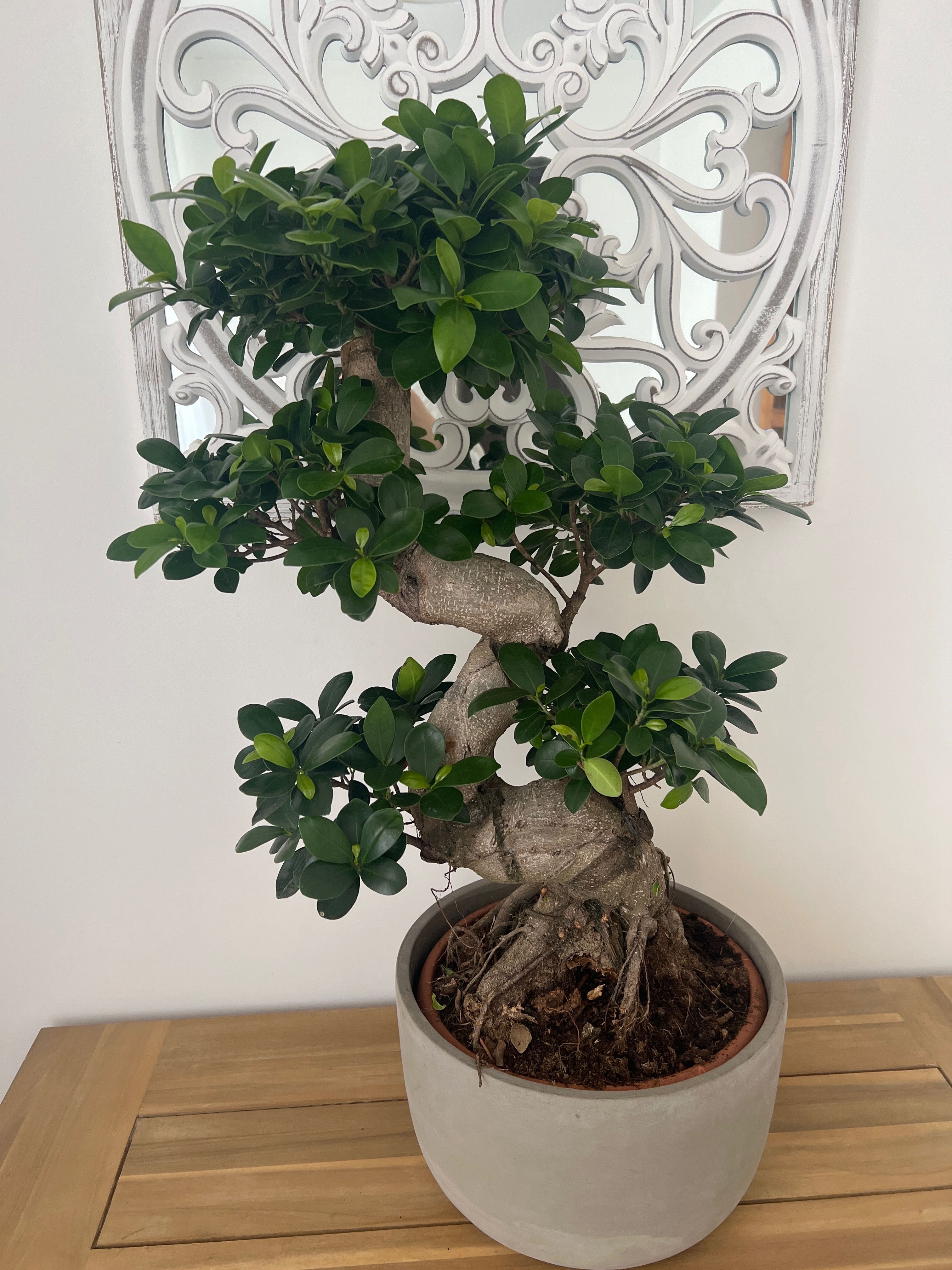 Drzewko bonsai- fikus Ginseng 80 cm