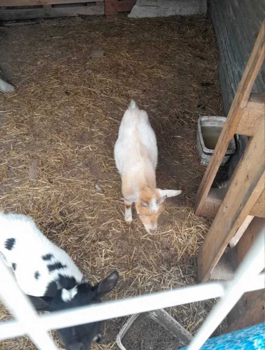 Cabra ana quase 1 ano