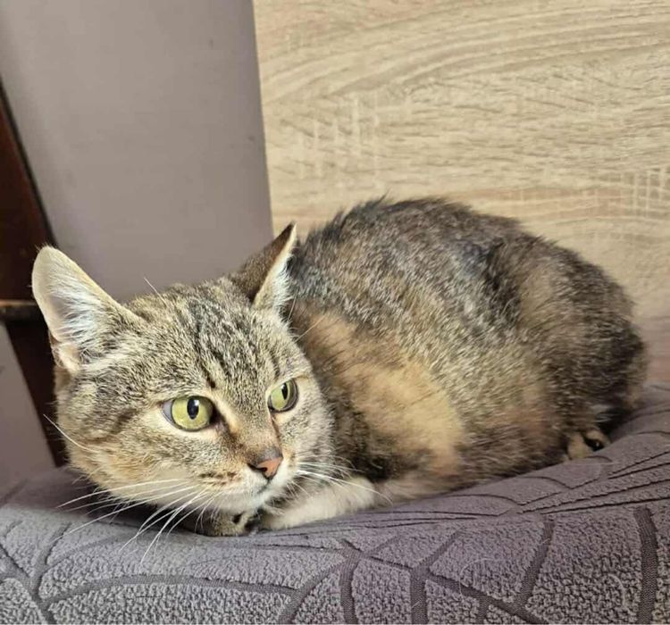 Urocza kociczka do adopcji