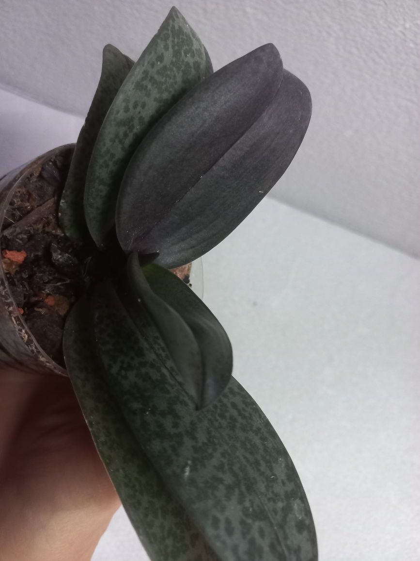 Орхидея Scention парфумерна фабрика ароматна, лист в крап