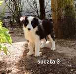Suczka border collie