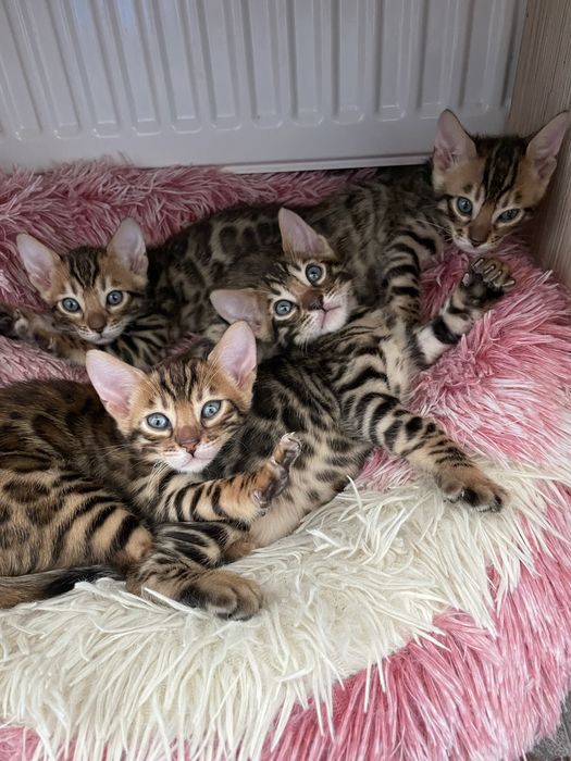 Kot Bengalski Kotka Bengal Rodowód FPL